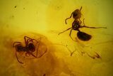 Two Detailed Fossil Ants (Formicidae) In Baltic Amber #128309-2